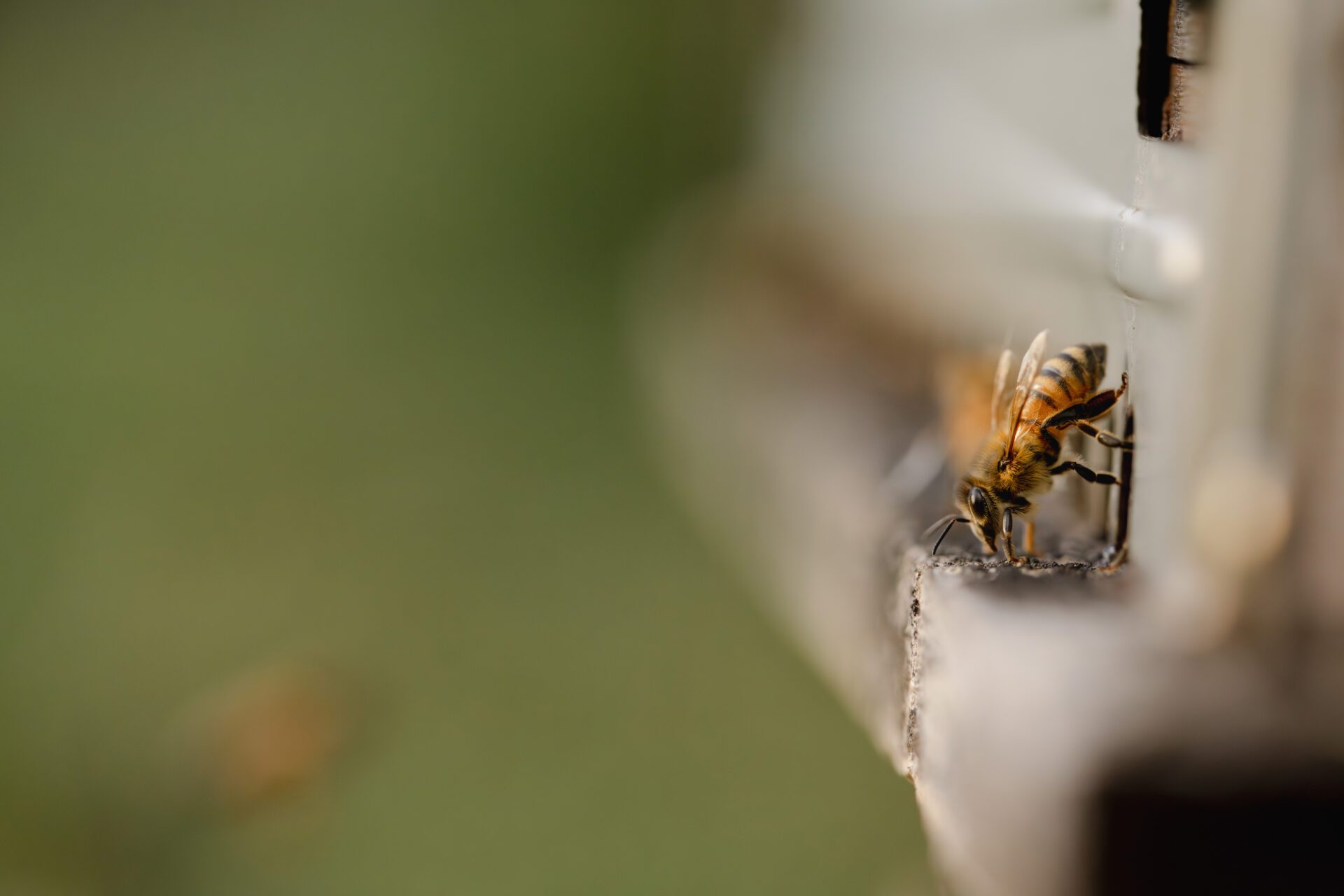 Bee side